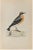 Wheatear is a modern artwork realized in 1870 by the British artist Alexander Francis Lydon (1836-1917) . Woodcut print,...