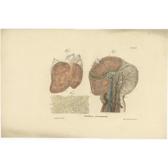 Anatomy Illustrations of Vessels and the Lymphatic System, 1839, Prints, Set of 13 For Sale - Image 11 of 15
