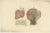 Anatomy Illustrations of Vessels and the Lymphatic System, 1839, Prints, Set of 13 For Sale - Image 11 of 15