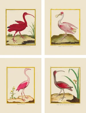Contemporary Pink Martinet Shore Bird Giclee Reproductions Prints - Set of 4