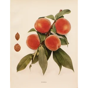 1900s U. P. Hedrick, Original Antique Photogravure Waddell Peaches