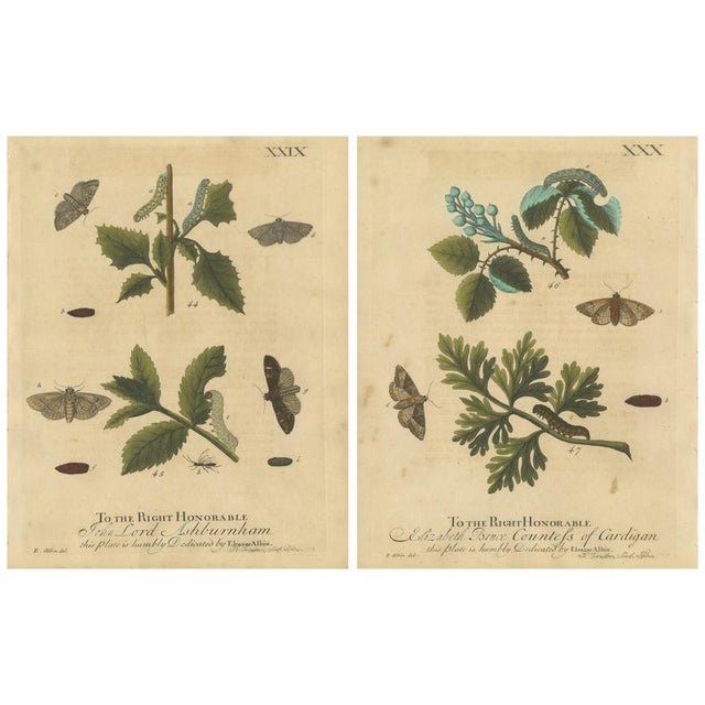 Albin, Moths & Caterpillars on Woodland Plants, Hand-Colored Prints, Set of 2 For Sale - Image 9 of 9