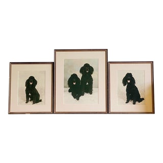 Vintage Black Poodle Dog Portrait Photographs - Set of 3 For Sale