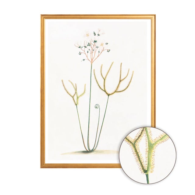 Celerie Kemble Curated Australian Botanical IX (36x48) in Gold Frame For Sale - Image 4 of 4
