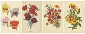 After Godard, Flowers from Revue Horticole, Chromolithographs, Set of 4