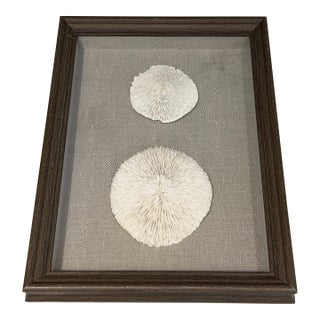 Mushroom Coral, Framed For Sale