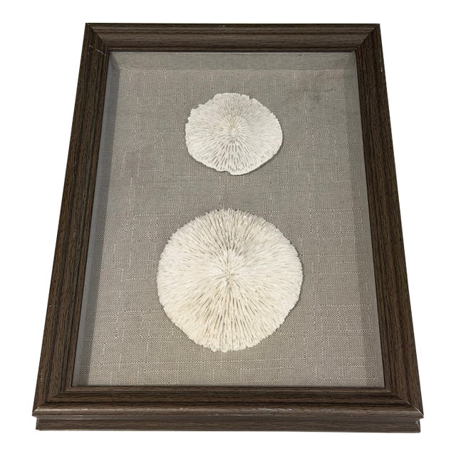Mushroom Coral, Framed For Sale
