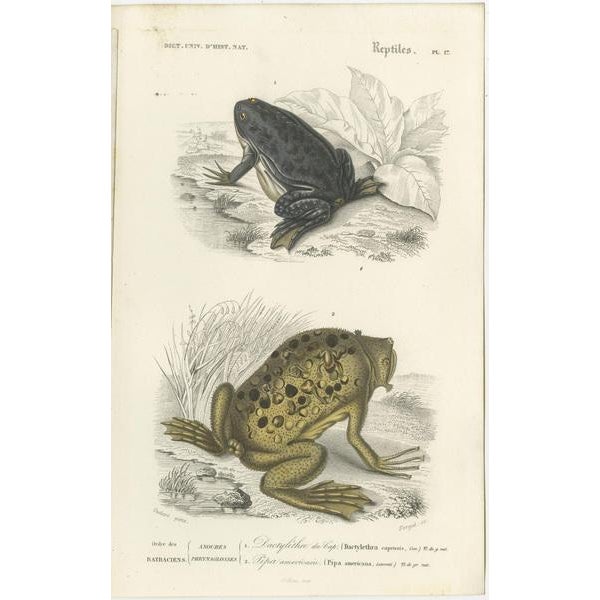 D'Orbigny, Illustrations of Frogs and Toads, 1861, Prints, Set of 3 For Sale - Image 4 of 5