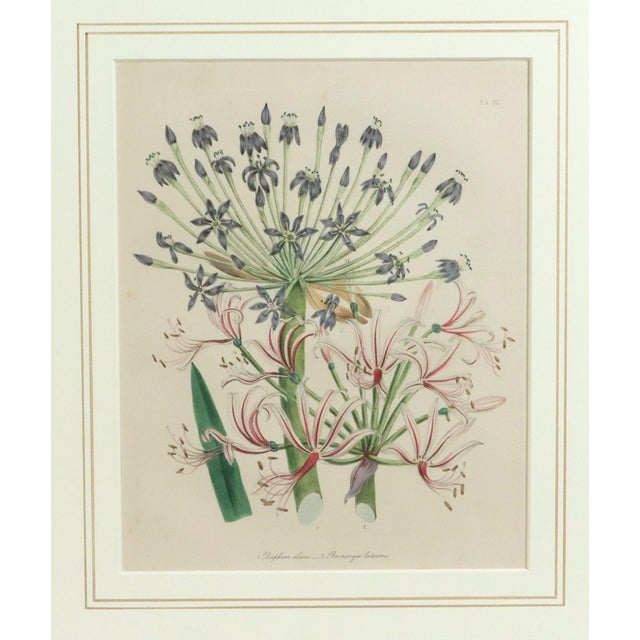 Mid 19th Century Mid 19th Century Jane Wells Loudon Botanical Prints Framed - a Pair For Sale - Image 5 of 12
