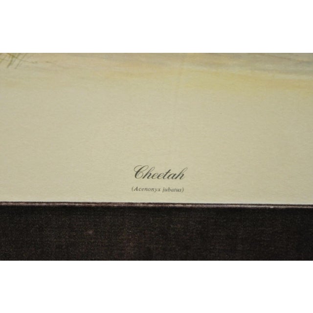 Late 20th Century 1972 Cheetah Lithograph Art by Richard Evans Younger in Velvet Chrome Frame For Sale - Image 5 of 12