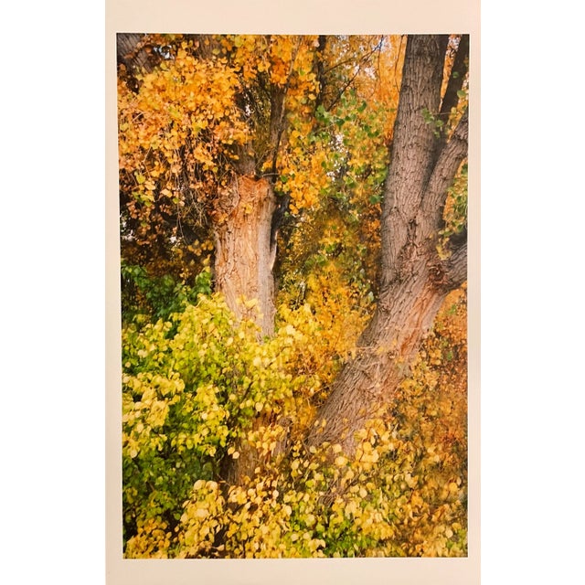 2000 - 2009 Gleb Derujinsky "Yellow Tree 4" Contemporary Landscape Photograph Print For Sale - Image 5 of 5
