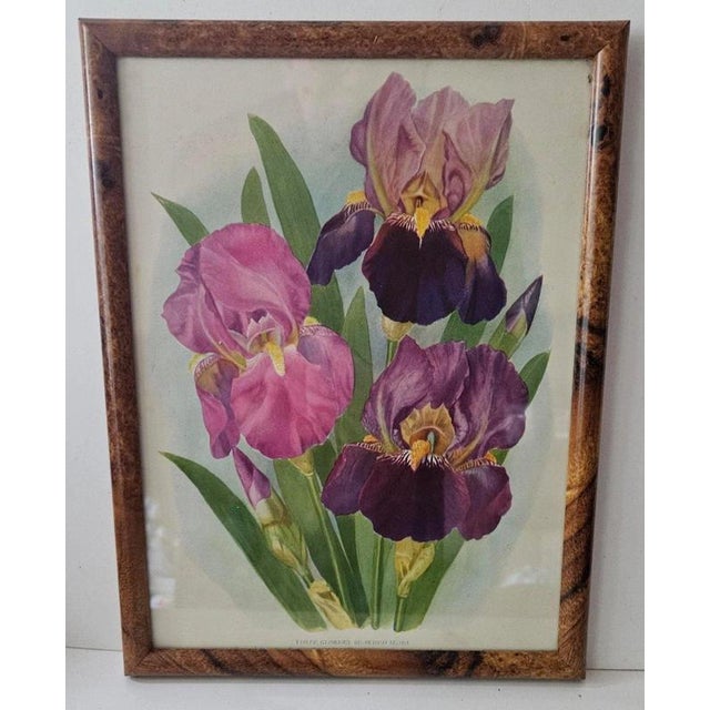 British Botanical Prints, 1930, Paper, Framed For Sale - Image 4 of 9