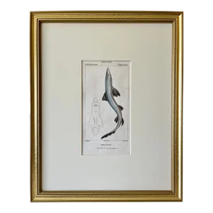 Antique French Print Hand Colored Engraving of a Atlantic Shark by Turpin Paris 1816