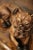 Mid-Century French Terracotta Pug Dog Sculpture With Glass Eyes For Sale - Image 10 of 12