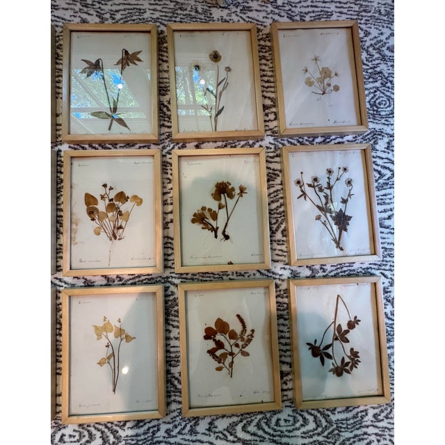 Collection of 15 Antique Herbarium Botanical Specimens in Wood Frames, Bergdorf Goodman Provenance For Sale In Chicago - Image 6 of 9