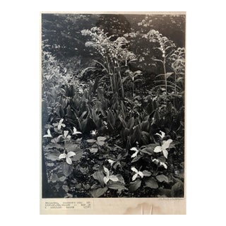 Samuel GottschoVintage Silver Gelatin Signed Photograph Samuel Gottscho Garden Flowers Photo NY For Sale