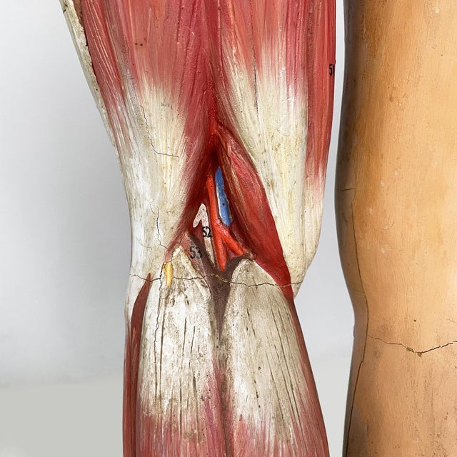 Italian Anatomical Mannequin, 1960s, 1960s, Metal & Wood & Rubber For Sale - Image 17 of 18
