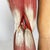 Italian Anatomical Mannequin, 1960s, 1960s, Metal & Wood & Rubber For Sale - Image 17 of 18