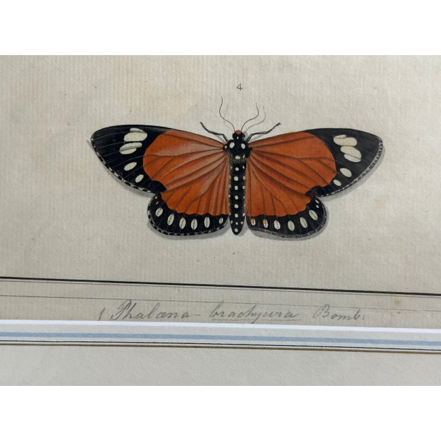 Antique Natural History Moth Art Print For Sale - Image 10 of 11