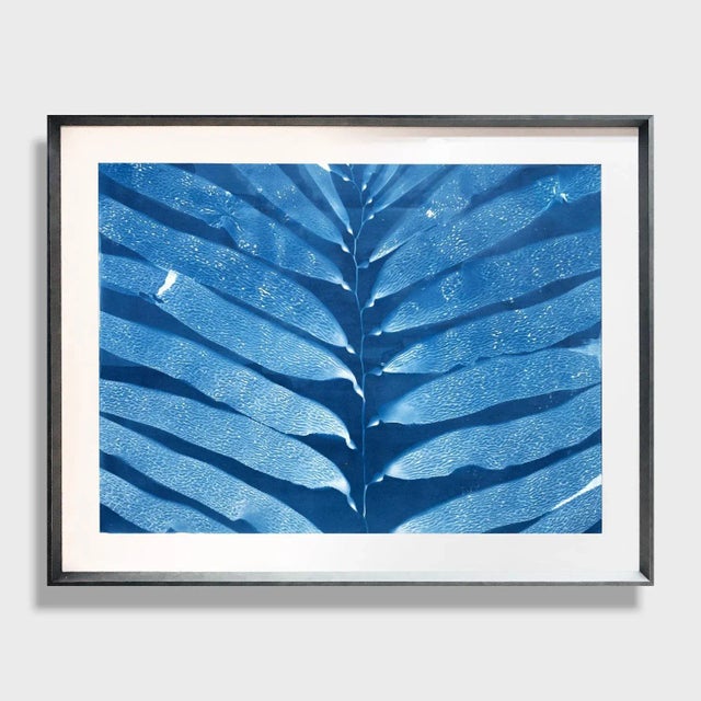 Photorealism A Natural Color Cyanotype on Paper, "Giant Kelp" For Sale - Image 3 of 6