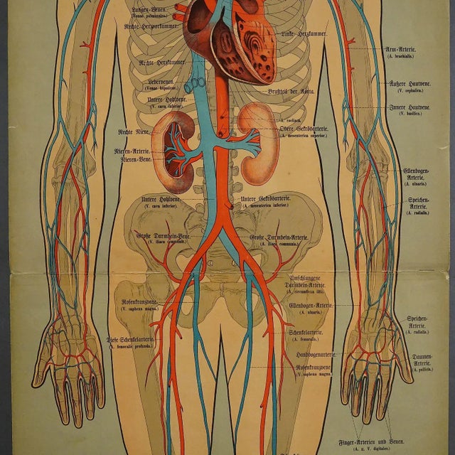 Mid-Century Modern Anatomical Wall Chart Depicting the Human Lymphatic and Blood Vessels For Sale - Image 3 of 5