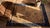Textile Antique Chinese Peking Rug For Sale - Image 7 of 8