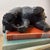 Black Forest Carved Wood Bear and Cub Sculpture For Sale - Image 6 of 10