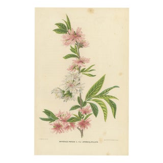 Double Flowering Peach Japonica Stellata, 1859, Paper For Sale