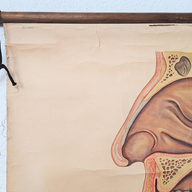 1940s Vintage School Poster Larynx, 1940s For Sale - Image 5 of 6