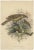 Mid 19th Century J.Smith after J. Wolf, Chlamydodera Nuchalis, 1869, Lithograph on Paper For Sale - Image 5 of 5