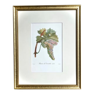 Vintage Color Lithograph Rasin De Corinthe by Turpin For Sale