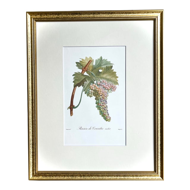 Vintage Color Lithograph Rasin De Corinthe by Turpin For Sale