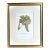 Vintage Color Lithograph Rasin De Corinthe by Turpin For Sale