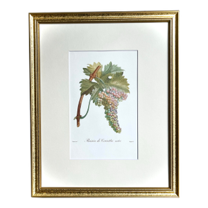 Vintage Color Lithograph Rasin De Corinthe by Turpin