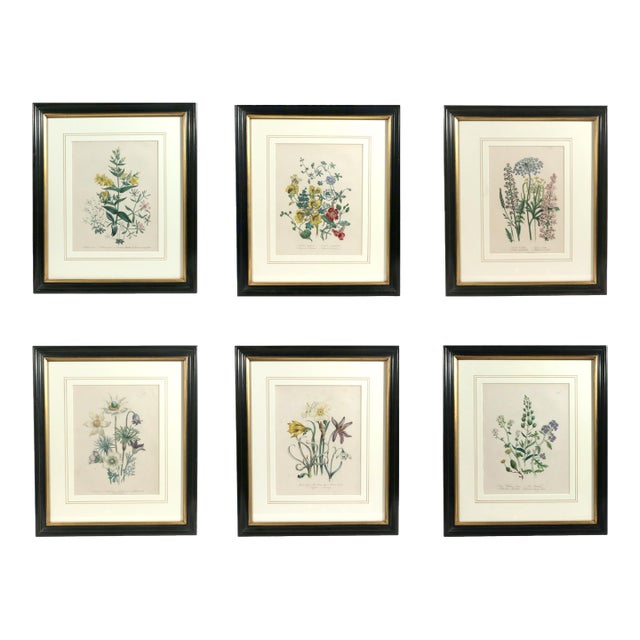 Jane Wells Loudon Botanical Prints-a Set of Six, From the Ladies' Flower-Garden For Sale