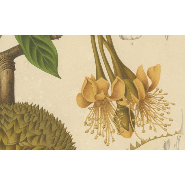 Sheep van Nooten, Durian Botanical, 1880, Chromolithograph For Sale - Image 5 of 10