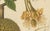 Sheep van Nooten, Durian Botanical, 1880, Chromolithograph For Sale - Image 5 of 10