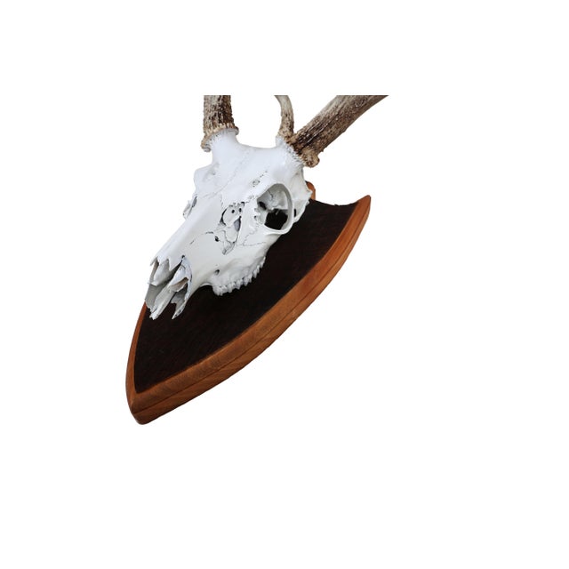 Mounted Atypical 9 Point Deer Skull - Abnormal Antlers For Sale - Image 6 of 11