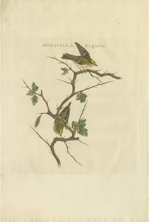Sepp & Nozeman, Bird Illustration of the Goldcrest, 1797, Print