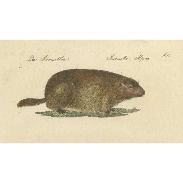 Brodtmann, Alpine Marmot, Hamster, Lemming & Rock Hyrax, 1816, Lithograph For Sale - Image 4 of 10