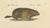 Brodtmann, Alpine Marmot, Hamster, Lemming & Rock Hyrax, 1816, Lithograph For Sale - Image 4 of 10