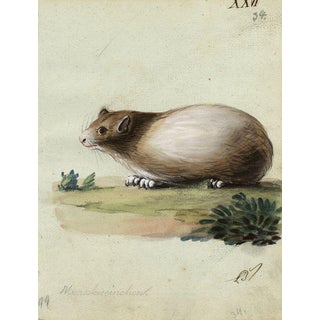 Leopold Billek, Guinea Pig (Meerschweinchen), 1820, Original Gouache Painting For Sale