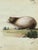 Leopold Billek, Guinea Pig (Meerschweinchen), 1820, Original Gouache Painting For Sale