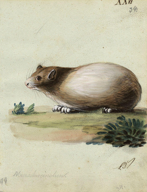 Leopold Billek, Guinea Pig (Meerschweinchen), 1820, Original Gouache Painting