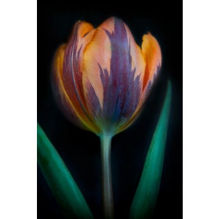 "Tulip 12" Contemporary Botanical Still Life Color Photograph by Michael Filonow For Sale