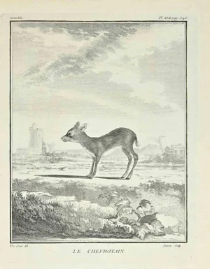 Jacques Baron, Le Chevrotain, Etching, 1771
