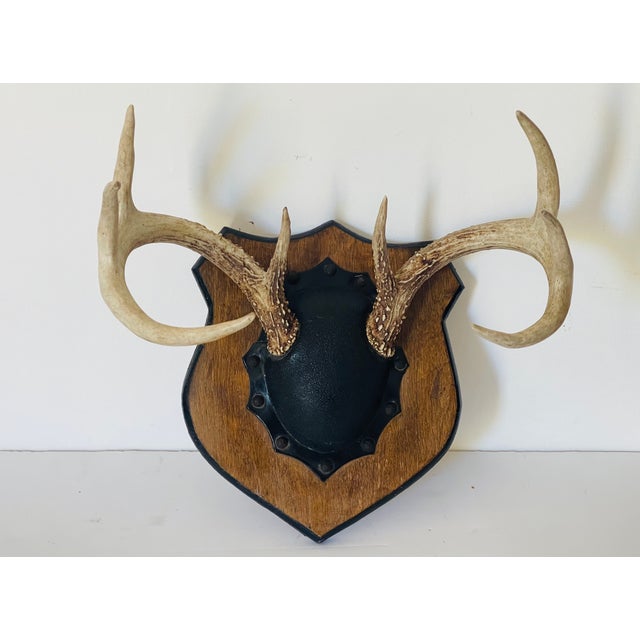 Contemporary Antique Deer Antlers Trophy With Board For Sale - Image 3 of 4