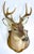 Realism Whitetail Deer Shoulder Mount For Sale - Image 3 of 9