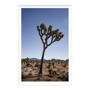 Transmission', Joshua Tree Desert Landscape Photograph, Ltd Edition, 20" X 30" by Mark Frohman