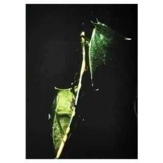 A.H., Nature Image, 1990, Photographic Print For Sale
